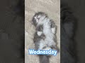 「何もすることがない」💤#cat #shorts #kitten