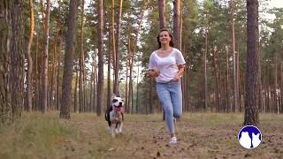 One Spot To Go When It Comes To Bully Breeds, Bullyblvd