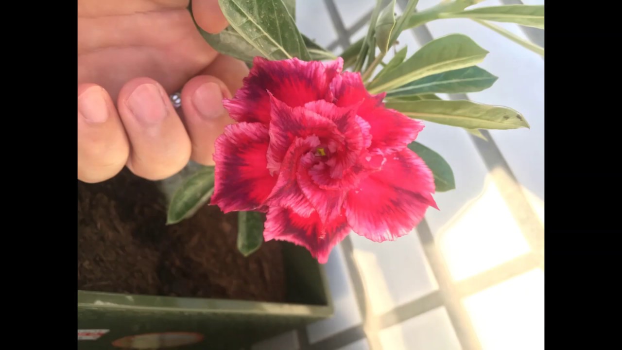 How to easily grow your desert rose seeds YouTube