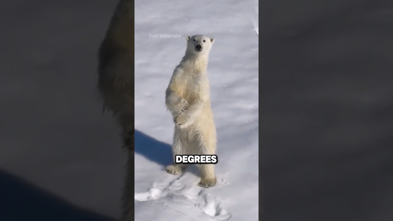 Белые медведи могут страдать от теплового удара! 