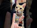 top 5 tricks to become a cat’s favourite person🐈