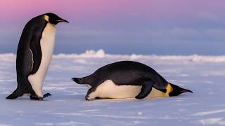 Penguin | All About Animals | The Friday Zone | WTIU | PBS