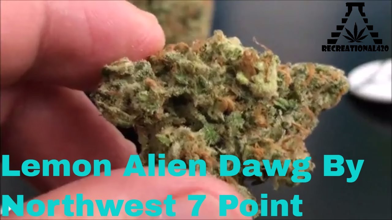 Recreational Cannabis Review of Lemon Alien Dawg By Northwest 7 Point