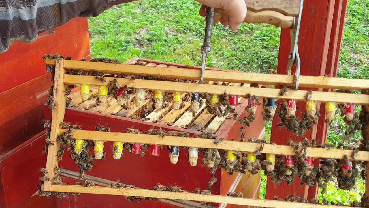 Kontrola počtu matečníků  (se sololitem) 28.dubna 2021