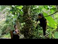 Wild figs – Clean food, but few dare to eat them ?