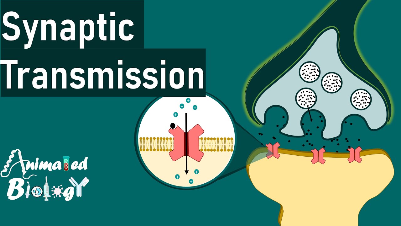 Synaptic transmission | How Synaptic Transmission Works ? Neurology basics