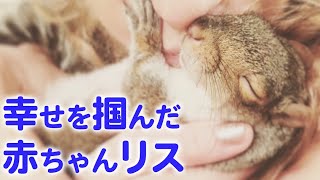 【保護リス】野生では生きられないと言われた、赤ちゃんリスが幸せになっていく…♡