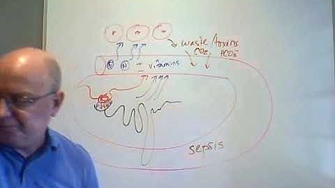 Professor Long - Urinary System Lecture 1, Functions, Kidney and Nephron Structure