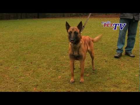 Video: Vergießen belgische Malinois?