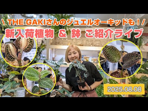 ジュエルオーキッド　THE GAKI 「黄桜」三連休セール！ Ludisia discolor '黄桜'[GK20-006] /Lud. discolor DarkLeaf SP-Line その他観葉植物