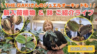 THE GAKIさんのジュエルオーキッドも！新入荷植物＆鉢ご紹介ライブ