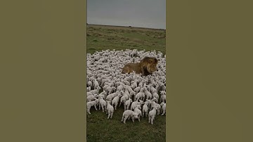A lion in trouble surrounded by lambs #AI #Sora #OpenAI