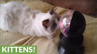 Cat completely mesmerized by plasma ball