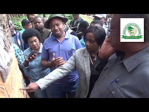 Video: Bodi Za Pine: Bodi Kavu Za Pine. Jinsi Ya Kutofautisha Kutoka Kwa Mierezi Na Spruce? Haijatengwa Na Kuwili. Jinsi Ya Kusindika Barabara? Vipimo Vya Viunga Na Bodi Za Mwisho