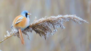 Bearded reedling (Panurus biarmicus)