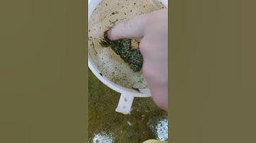 Thumbnail of Can You Save Duckweed With A Dinner Fork? Reviving Duckweed A Wonder Plant #Shorts
