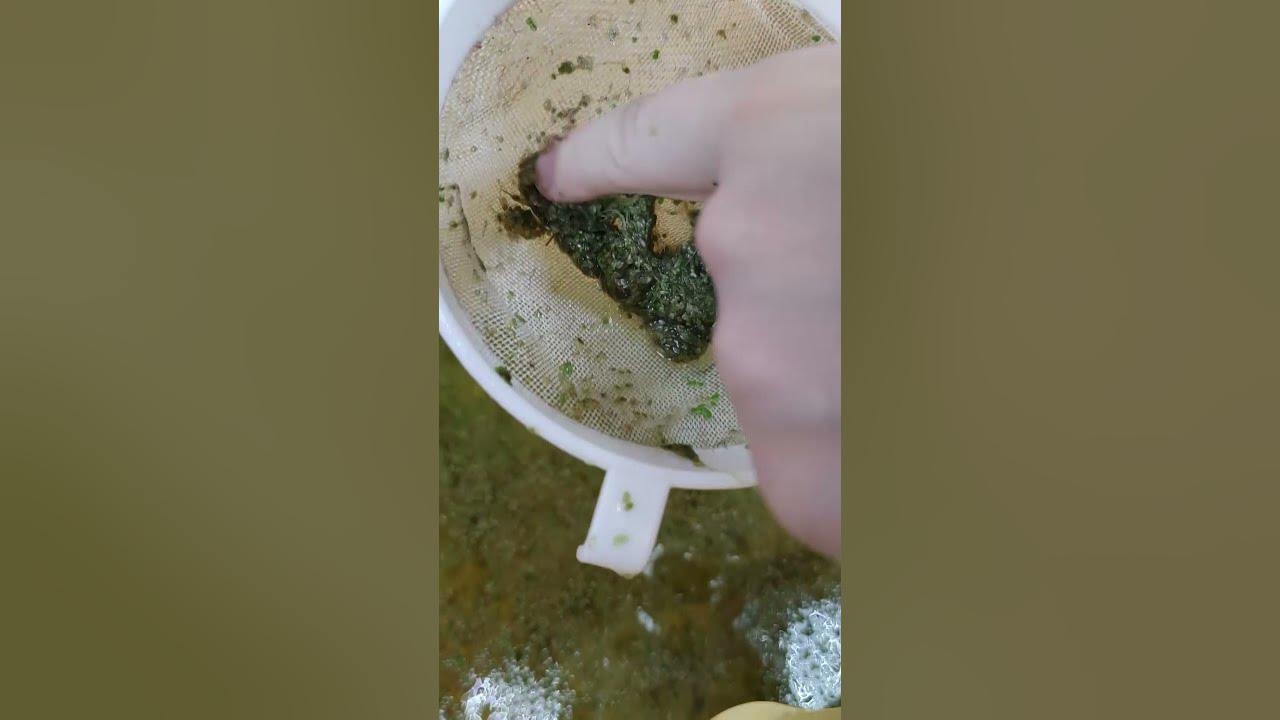 Can You Save Duckweed With A Dinner Fork? Reviving Duckweed A Wonder Plant #Shorts