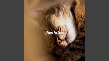 Pulsating Piano Jazz - Vibe for Chilling the Details