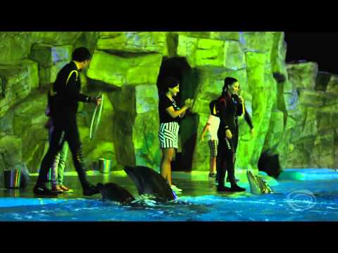 GD პედია - მარტა ბარამიძე - დელფინები