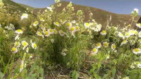 Swaying Grass and Herbs - Official Trailer - Asset Store - Unity