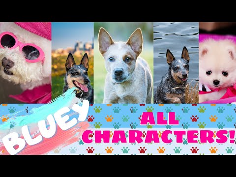 All Bluey Characters In Real Life! Different Breeds Of Dogs In Bluey