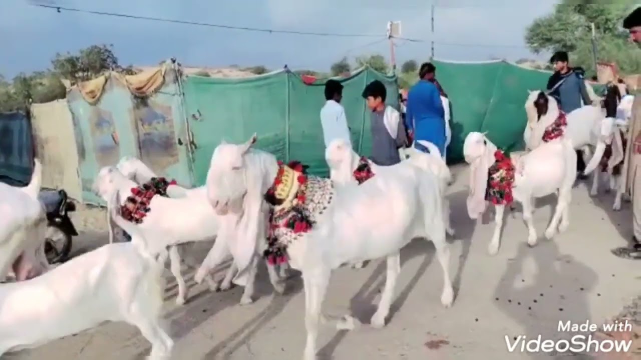 Khipro goats exhibution. 2022