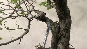 Basic Bonsai Lessons: How to Train the 2nd Generation Branch of your Bonsai Tree