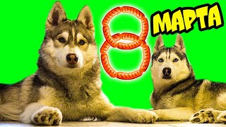 БУКЕТ ИЗ СОСИСОК НА 8 МАРТА 🌭 (Хаски Бублик) Говорящая собака Mister Booble