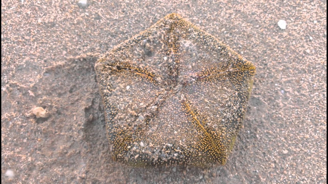 Camouflage starfish YouTube