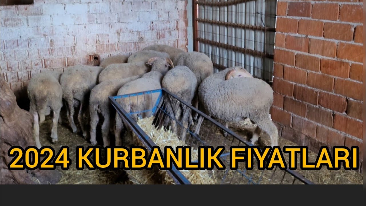 Kurbanlık Piret Kuzular ~ Fiyatlar Ne Durumda 