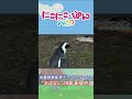 【どうぶつ】ケープペンギン／「にこにこ・ぷん NEO」