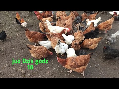 Dzisiaj godz 18
