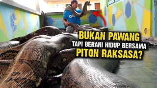 Not A Tamer But Daring To  With Giant Pythons This Is What Happens