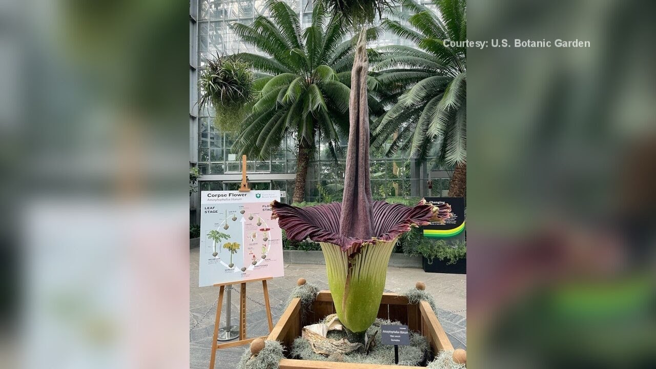 Smelly “Corpse Flower” Draws In Visitors To U.S. Botanic Garden