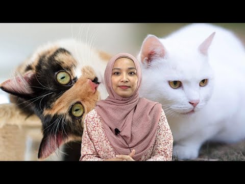 Video: Adakah kucing berwarna oren sentiasa jantan?