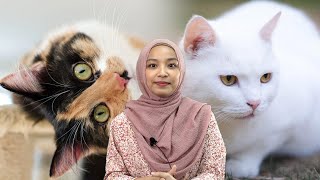Kucing 3 Warna Selalunya Betina dan Kucing Putih Banyak yang Tak Dengar
