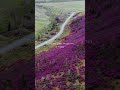 Цветение маральника на Алтае туры 2025 #цветениемаральника #маральникалтай