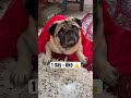 Hi I M Kaju But How Kaju Shorts Trending Frenchie Love Pug Dog Subscribe Youtubeshorts