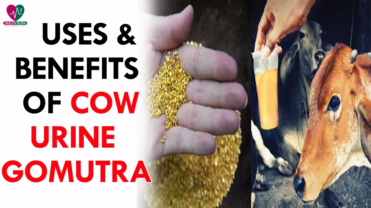 Uses And Benefits Of Cow Urine (Gomutra) - Health Sutra dr.khader health tips in english