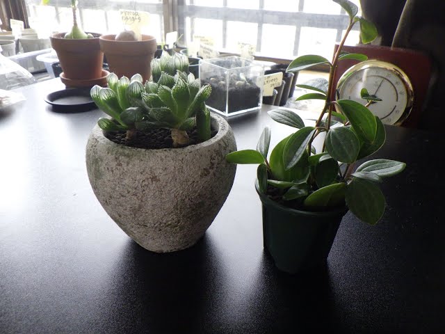 多肉植物]ハオルチアを寄せ植えする - YouTube