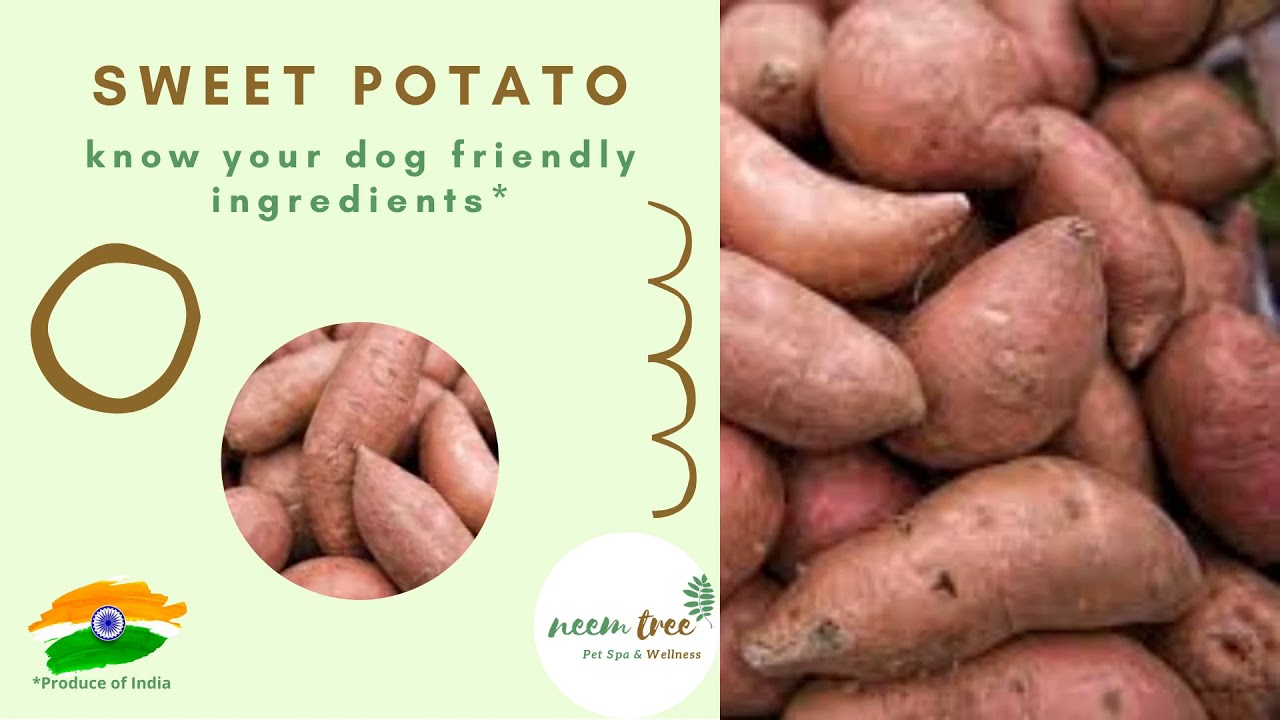 Sweet Potato Home Cooked Dog Food YouTube