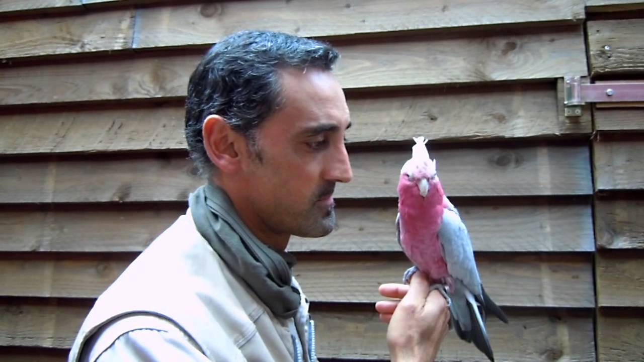 Süßer Rosakakadu wird gekrault