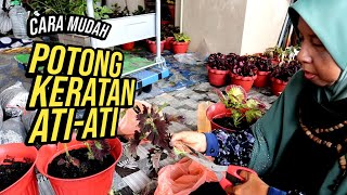 Tutorial | Cara mudah potong keratan ati-ati