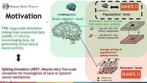 "TVB - EBRAINS: TVB to NEST multi-scale simulation" - Denis Perdikis