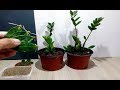 How to grow ZZ Plant from single Leaf very easy / Zanzibar Gem