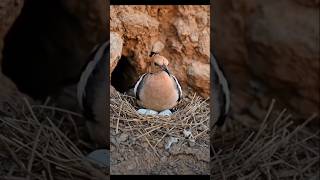 The hoopoe is one of the most beautiful and unique birds in the world. #birds