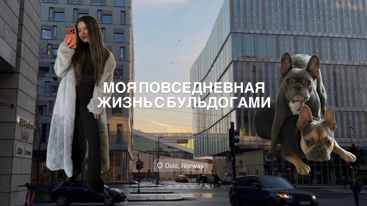 МОЯ ПОВСЕДНЕВНАЯ ЖИЗНЬ С БУЛЬДОГАМИ 