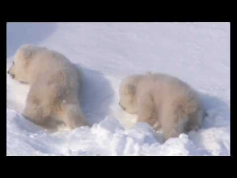 Polar Bears - Somewhere in time theme by john Barry (HD)