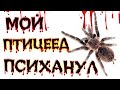 ПТИЦЕЕД ПСИХАНУЛ ( Tliltocatl albopilosus )