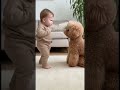 不穏な空気。。。誰か止めてあげて。。。　#toypoodle #baby #赤ちゃん #トイプードル #cute #cutebaby #赤ちゃんのいる生活 #不穏#dog #love #funny